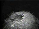 DPOF Osprey Betty egg roll at Night 830pm