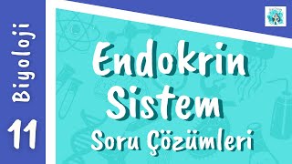 Biyoloji 11. Sınıf - Endokrin Sistem Soru Çözümleri