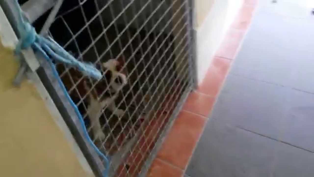 A dogs life Cobh Cork kennels YouTube