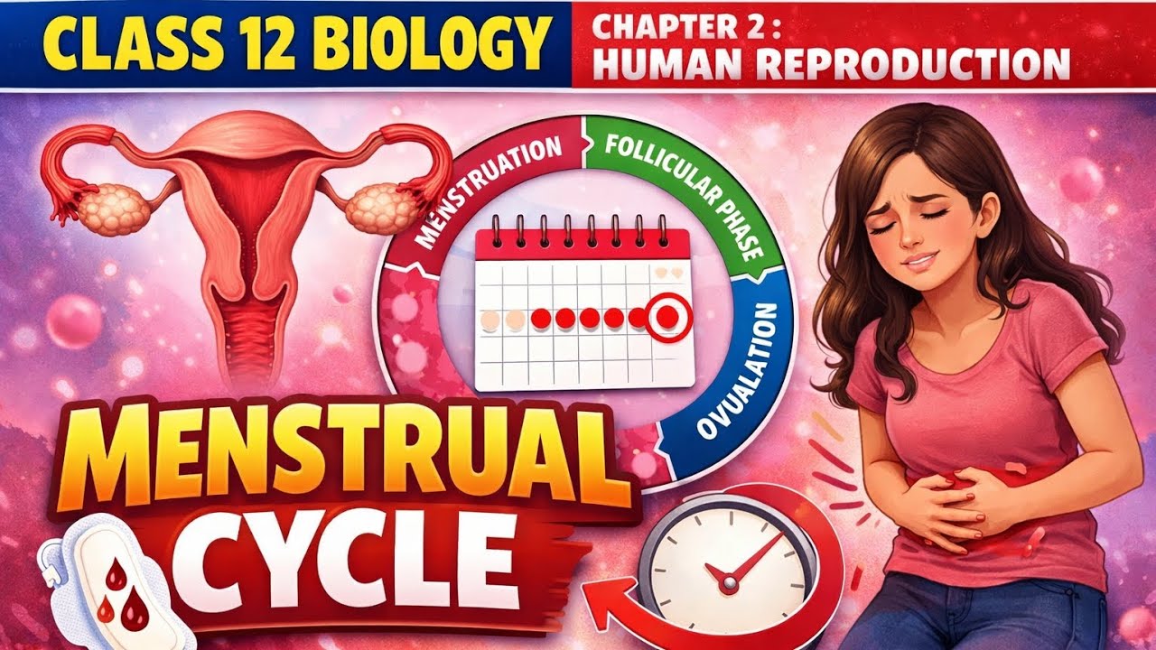 👉 Menstrual Cycle Explained | Class 12 Biology | Human Reproduction
