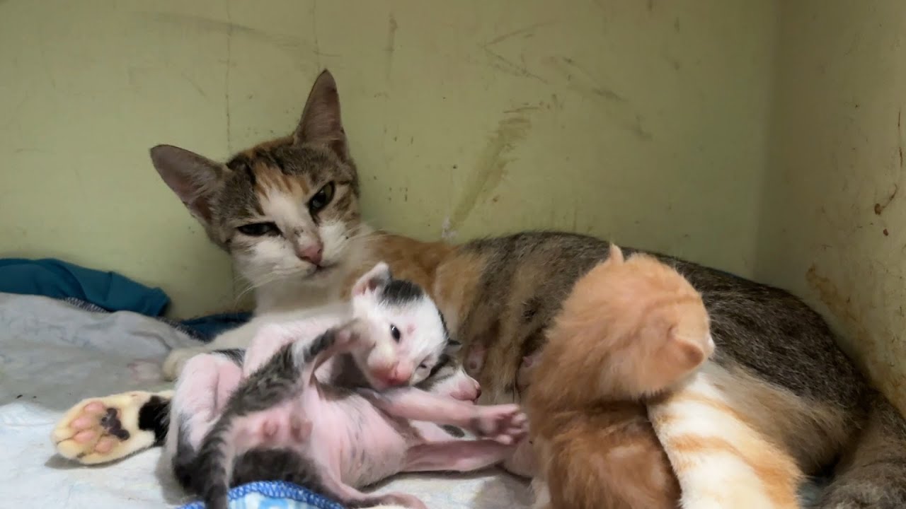 For the very first time, the kittens open their eyes to see the world