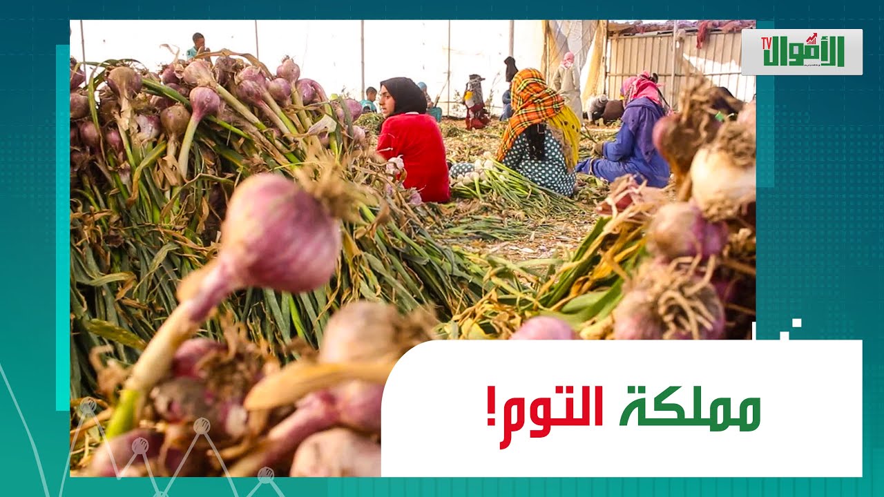 بيكسبوا بالدولار ومفيش عاطل فيها.. والتوم وصلهم للعالمية.. حكاية سلاقوس أكبر قرية في زراعة التوم