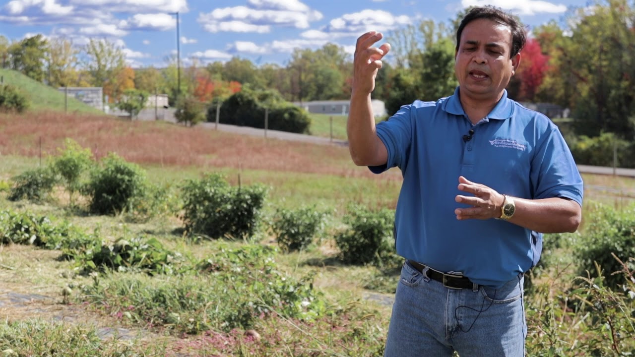 Cucurbit Downy Mildew