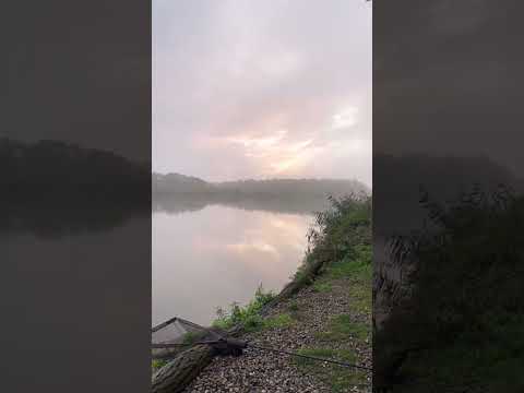 Карпфишинг на водоеме Золотой берег #carpfishing #angler #fishing #карпфишинг #рыбалка #bigfish