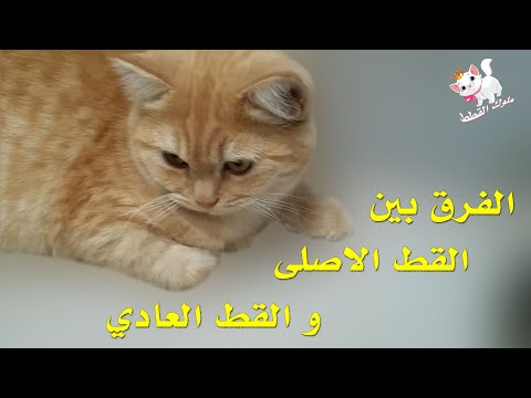 كيفية التمييز بين القط الأصلي من القط العادي