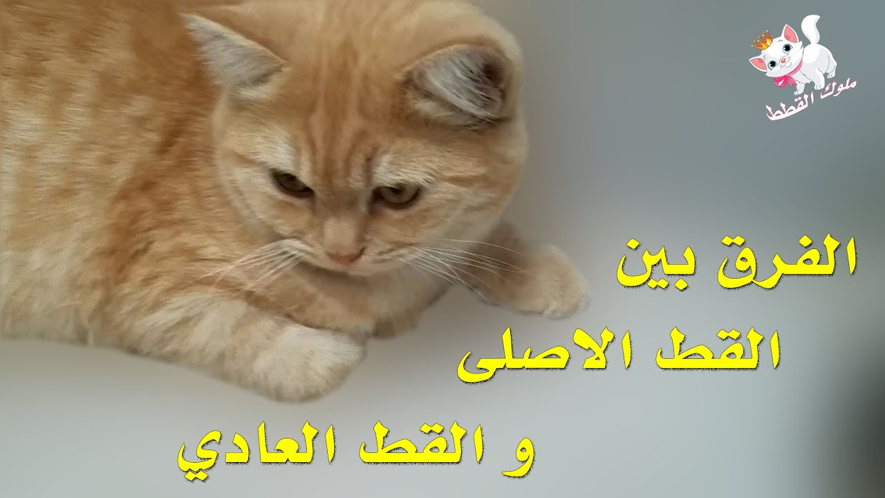 كيفية التمييز بين القط الأصلي من القط العادي - YouTube