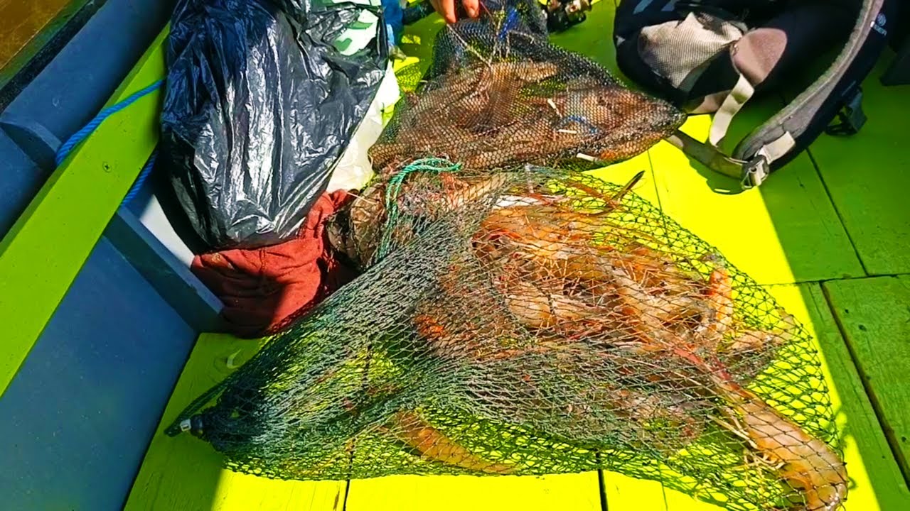 Full lagi 2 keranjang saat mancing udang galah sungai segah berau kaltim#mancingudanggalah 