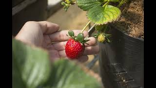 Growing vegetables in containers; Is it time to try straw bale gardening?