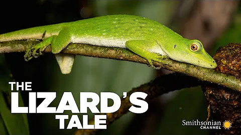 The Lizard's Tale 101: Meet the Anoles