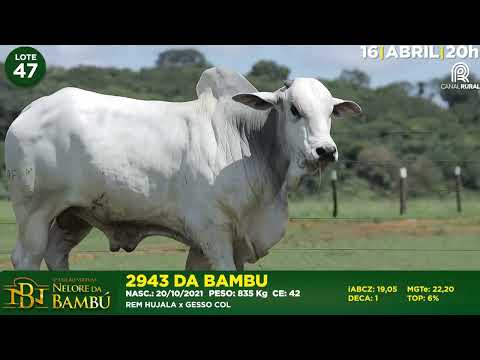 LOTE 47   AFOM 2943