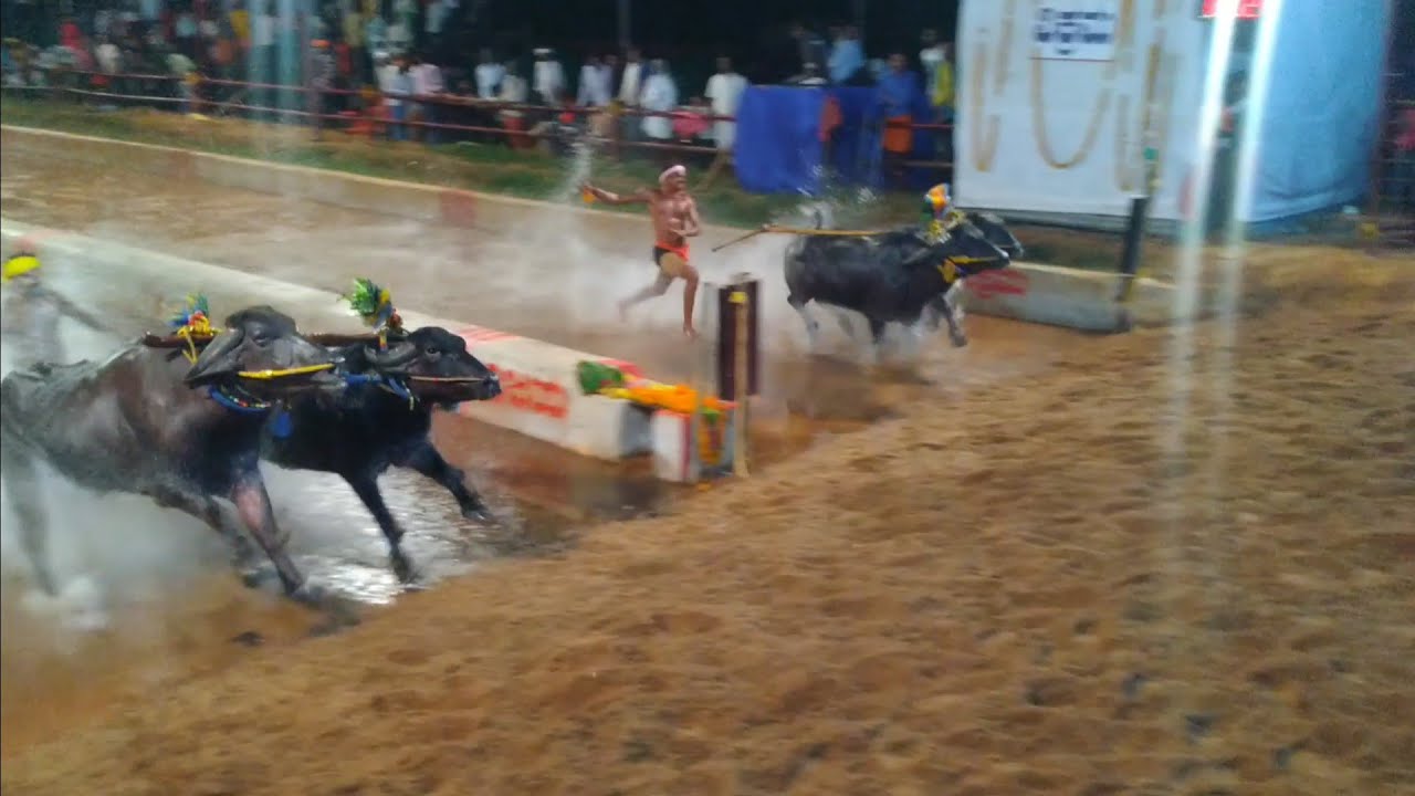 Uppinangadi kambala 2019-20