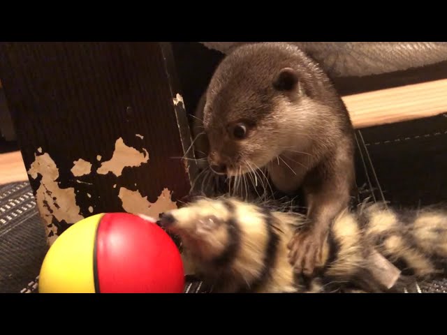 カワウソさくら じゃれっこモーラーとやらとじゃれっこしてみた otter and moving toy