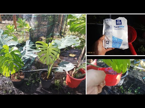Video Chăm sóc cây trầu bà Nam Mỹ sau khi giâm cành: bón... - youtube