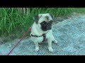 pug nico 275 / パグ 「にこ」 2015.09.05  赤の胴輪