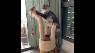 Прыжок кота мейн куна