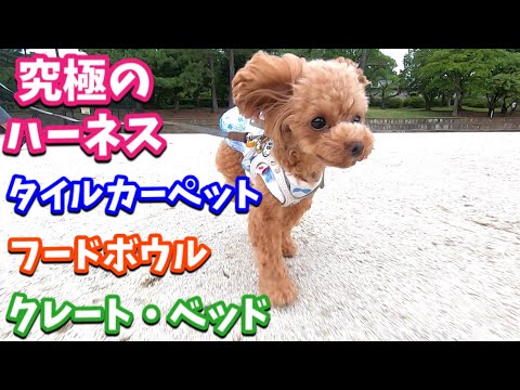 【神グッズ】買ってよかった犬猫グッズ5選【トイプードルのコロン】