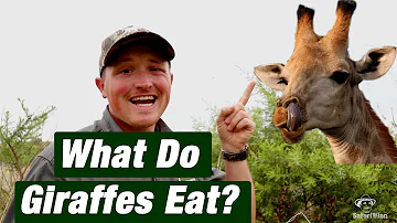 What does giraffe meat taste like?