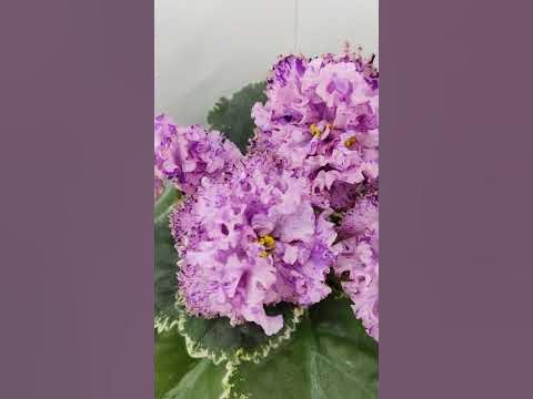 Фиалка АВ-Розовое Шампанское - YouTube