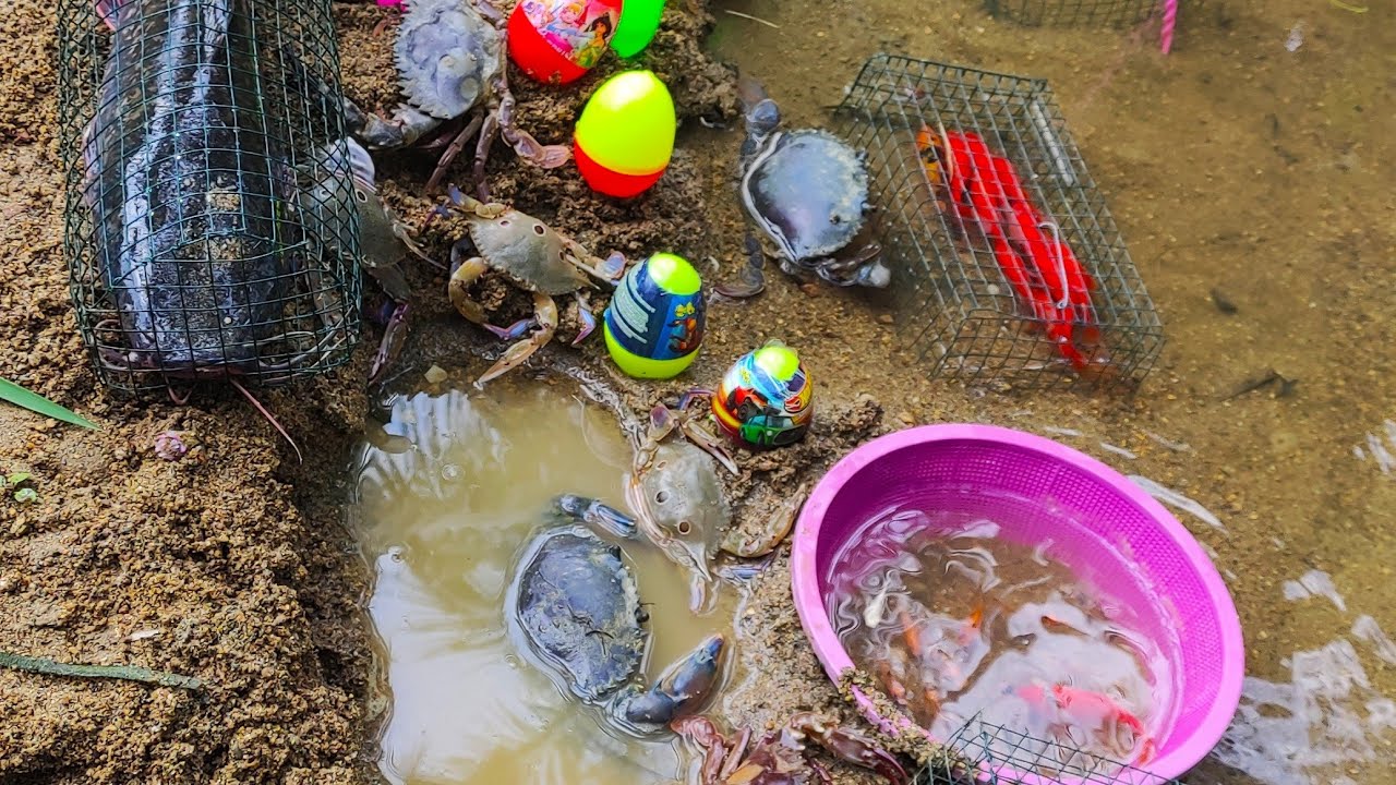 Menemukan Ikan lele di sawah.Ikan Koi.Ikan Nila.ikan Hiu.kepiting.Arwana