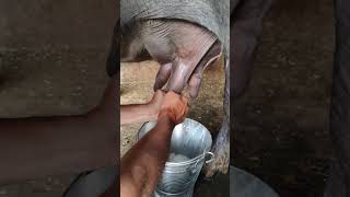 Milking Time Fresh Buffalo Milk Extraction