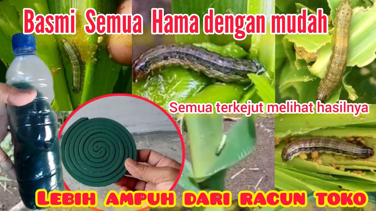 saya tidak beli insektisida racun hama lagi setelah tau cara ini