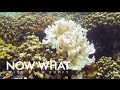Super Coral | Ep. 6 | Now What