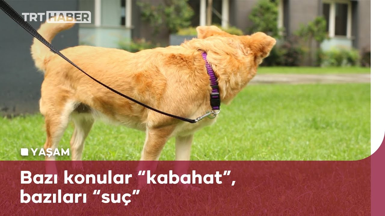 Tasmasiz Kopek Gezdirmek Suc Mu Youtube