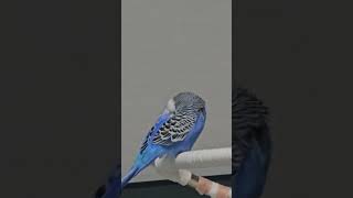 #앵무새 #다산 다미#TV는 새도 잠들게 하네요ㅎ#