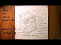 draw a plant cell/different parts of  Plant cell/plant cell drawing/ارسم خلية نباتية