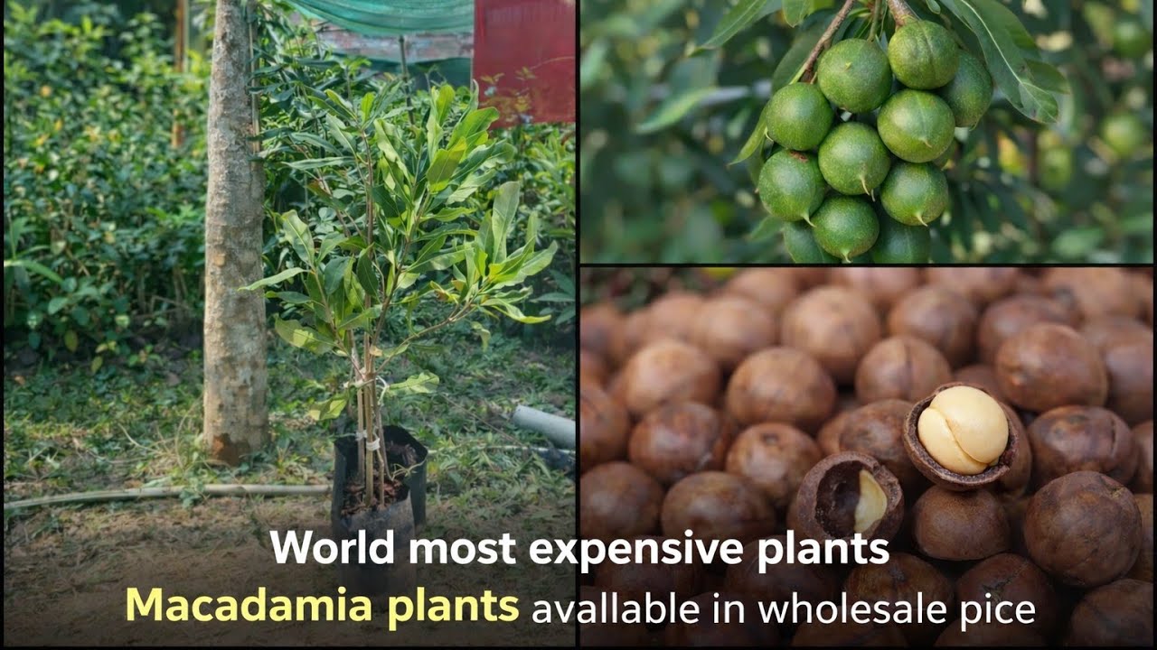 Tetraphylla 816 macadamia plants available in holesale price 🤑