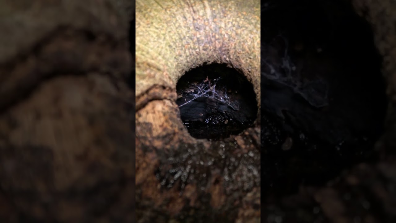 Does anything live in this gaping hole?