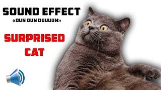 Vignette de la vidéo "DUN DUN DUUUUN!!! DRAMATIC SOUND EFFECT || TA TA TAAAA effet sonore || SURPRISED CAT"