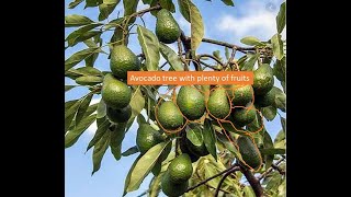 Avocado tree and fruits in city of Kathmandu Nepal