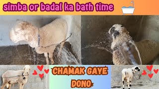 Simba Or Badal Ko nehla Diya 🛀Chamak Gaye 👌