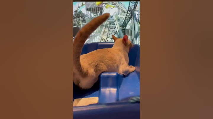 Letting cats experience roller coasters.😂🤣 #cat #youcat #cuteanimal #catvideos #funny