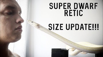Super Dwarf Reticulated Python | How big do they get? (2019)