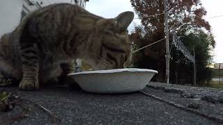 Feeding a Stray Kitten in Japan: An Unexpected Visitor