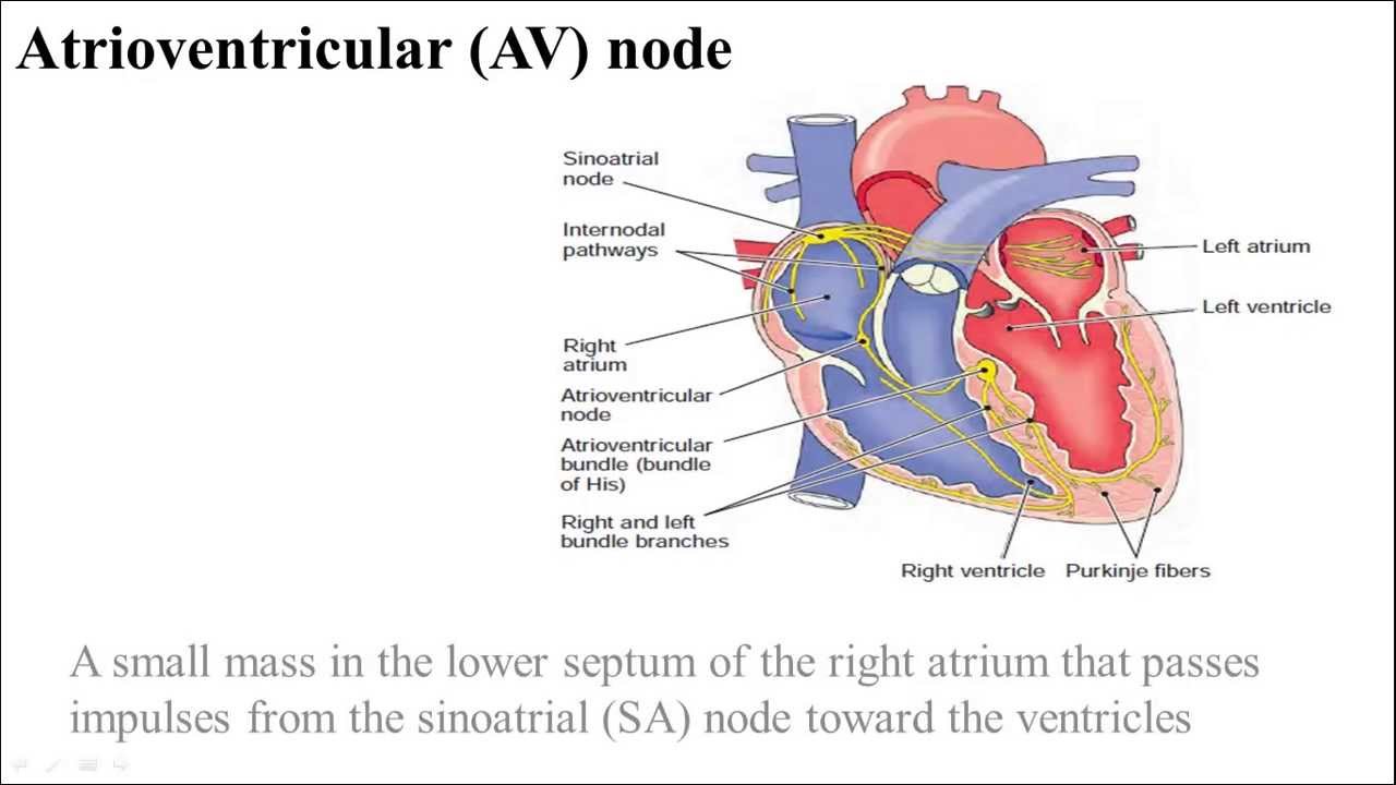 Cardiovascular System - Medical Terminology (Part 1) - YouTube