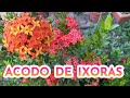 COMO HACER ACODO IXORA PASO A POSO, APRENDE A REPRODUCIR IXORAS DE FORMA FACIL