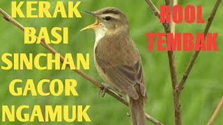 KERAK BASI ALIS HITAM ( SINCHAN ) gacor rooll tembak pas buat masteran burung anda