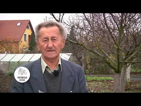 Video: Predĺženie Plodov Uhoriek