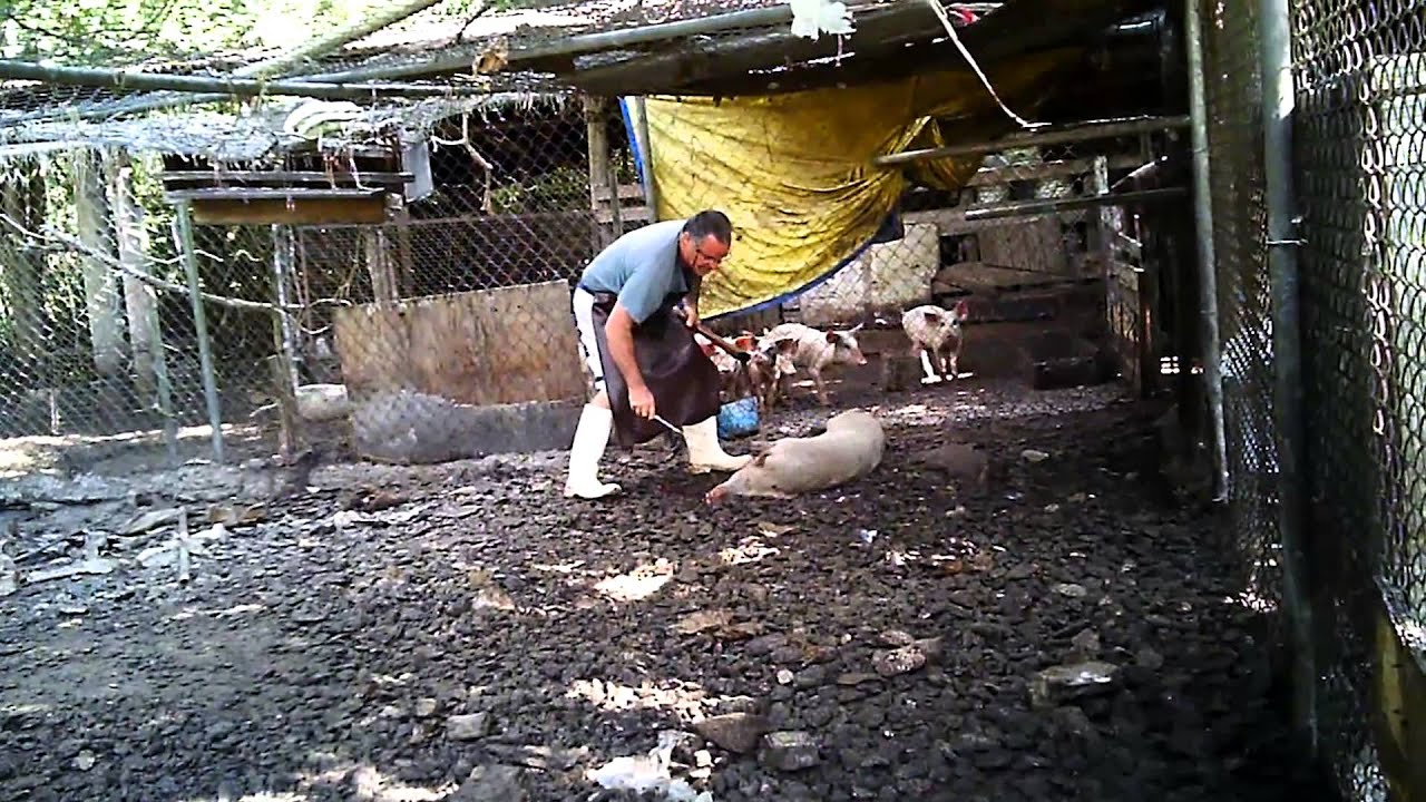 Backyard Butchers Sued in Florida YouTube