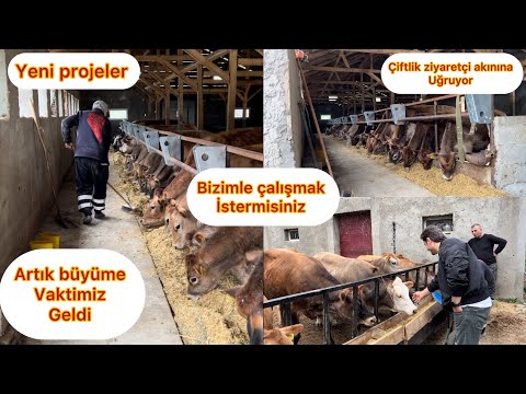 SÜT ÜRETİM PROJEMİZ / İŞLERİ BÜYÜTÜYORUZ / GEBE DÜVE ÜRETİM MERKEZİ TRABZON/ BABAM YİNE GÜLDÜRDÜ