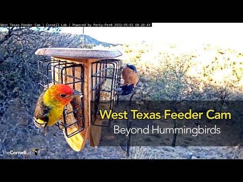 West Texas Feeders: Beyond Hummingbirds