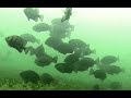大阪の海で巨大グレを追う!岸和田高場 釣り場の水中映像 前編