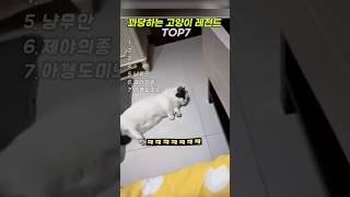 꽈당하는 고양이 레전드 TOP7  #cat #고양이