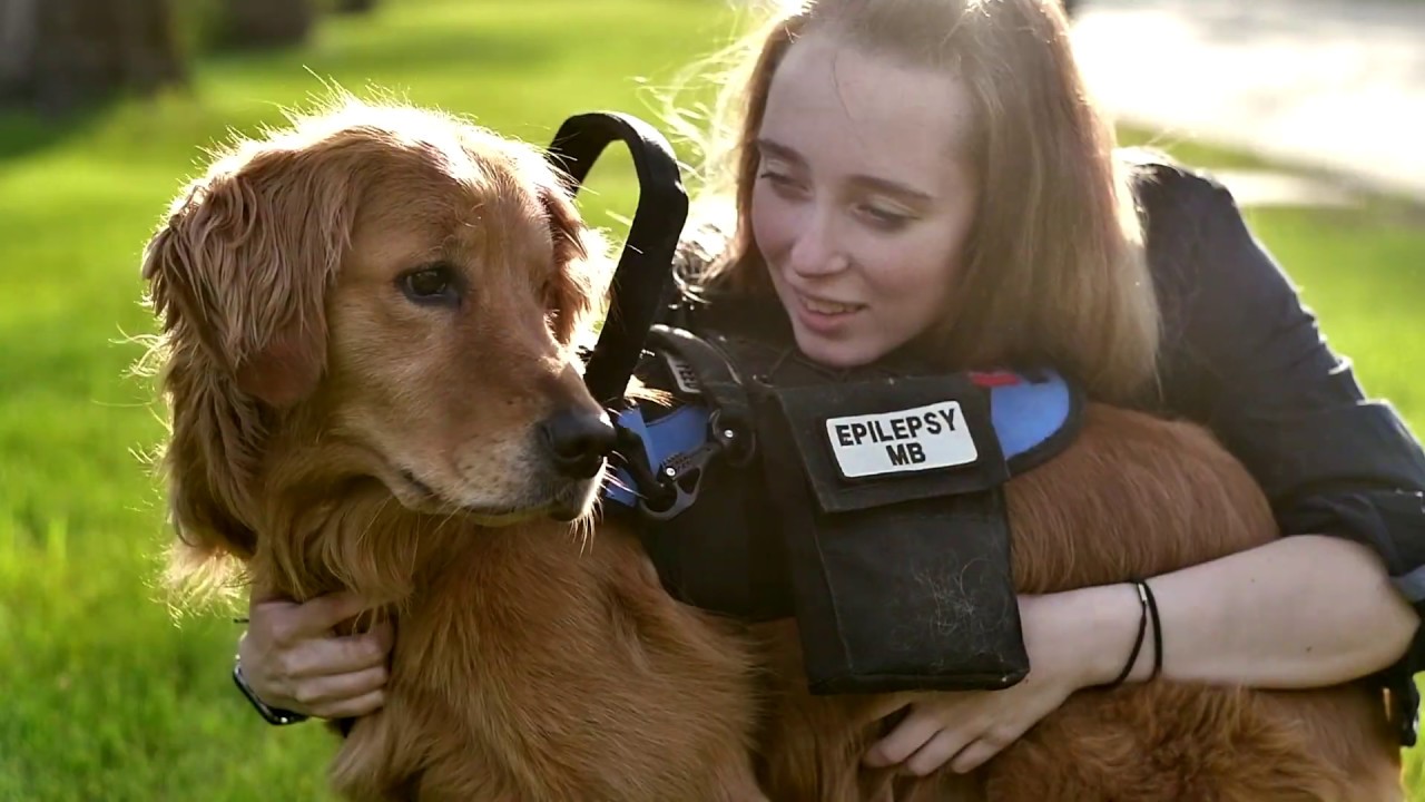 I will look after you Seizure Alert Service Dog Molly YouTube