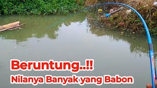 Hari ini beruntung ikan nila yang naik babon babon | Mancing Liar