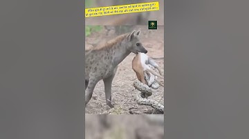 Hyena vs Python #shorts #animals #trending #hyena #python #deer