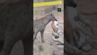 Hyena vs Python #shorts #animals #trending #hyena #python #deer